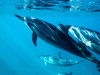 Dolphins swimming to the surface