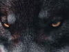 A detail of the image below focusing on the wolf's eyes
