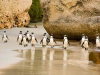 Penguins walking along a sandy beach