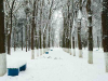 A snowy forest