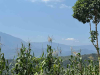 Maize overlooking a forested mountain landscape