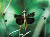 A photograph of a dragonfly amidst the greenery