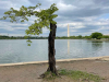 A photograph of a tree, freshly pruned, on the National Mall in Washington, D. C. 