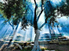 A photograph of light streaming through the branches of an ancient olive tree.