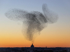 A photograph of a murmuration of starlings at dusk