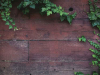 A weathered wood fence with ivy growing across it