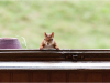 A photograph of a squirrel peering through a window