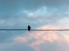 A photograph of a bird sitting in silhouette on a power line at dusk