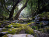 A photograph of moss-covered rocks surrounded by idyllic forest