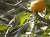 A small bird perches in an orange tree