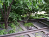 A garden grows up from within the rails of an abandoned train line