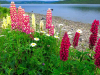 A clutch of red flowers rising up out of green foliage on the edge of a lake