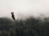 An eagle flies a tree line against a grey sky