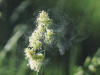 Close up photograph of pollen on a plant