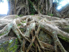 The root ball of an old tree growing over a rock ledge