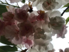 A photograph of cherry blossom flowers, shot from below