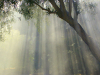 Light streaming down through the canopy of an olive tree