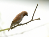 A Nutmeg Mannikin bird. Photo by Noel Reynolds.