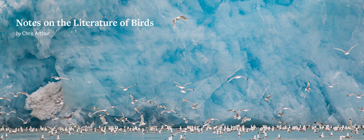 Seagulls fills the water at the foot of a massive, sky blue glacier
