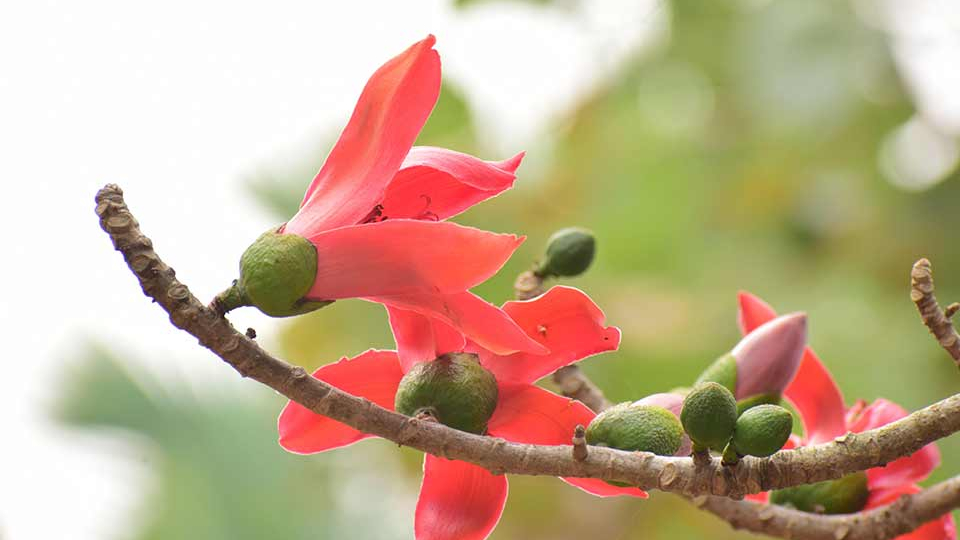 A red flower perches on the end of a slim tree branch