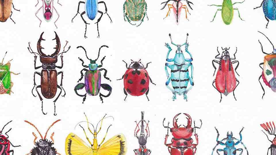Illustrations of different kinds of insects, like from a text book