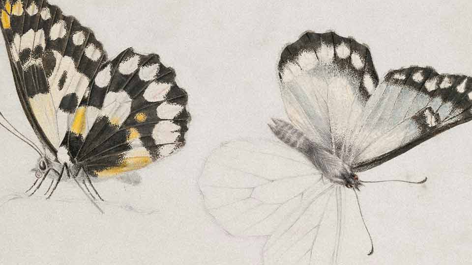 Delicate illustrations of butterflies