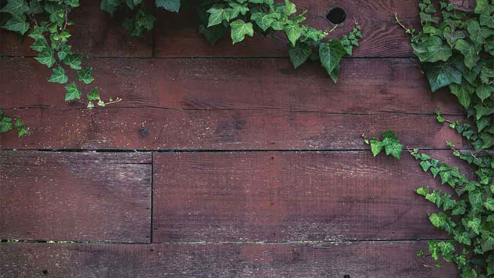 A weathered wood fence with ivy growing across it