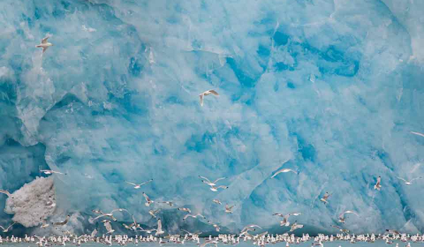 Seagulls fills the water at the foot of a massive, sky blue glacier