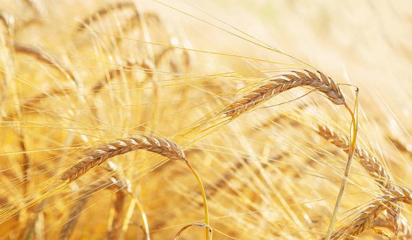 A photograph of ripe grain the field