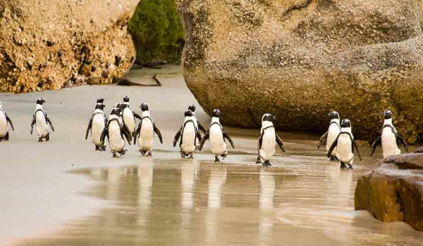 Penguins walking along a sandy beach