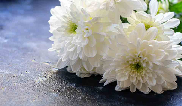White chrysanthemums on a damp stone surface