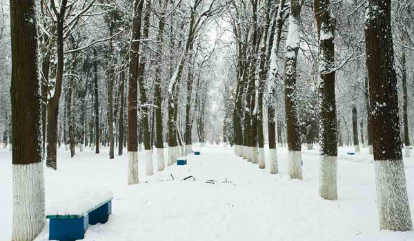 A snowy forest