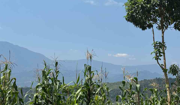 Maize overlooking a forested mountain landscape