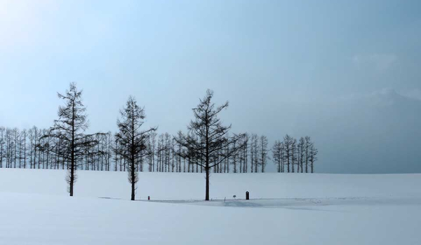 A snowy landscape disrupted by three trees