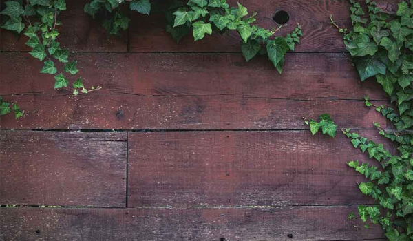 A weathered wood fence with ivy growing across it