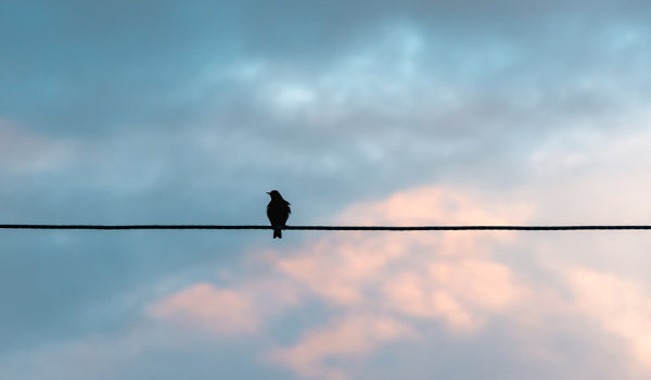 A photograph of a bird sitting in silhouette on a power line at dusk