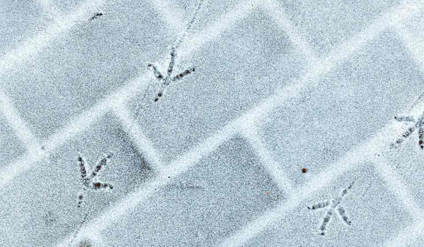 A photograph of bird tracks etched into a thin gauze of snow on brick