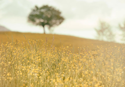 Field with flowers