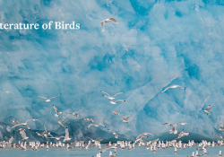 Seagulls fills the water at the foot of a massive, sky blue glacier