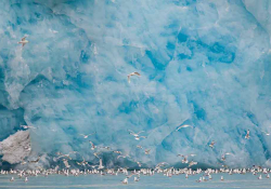 Seagulls fills the water at the foot of a massive, sky blue glacier