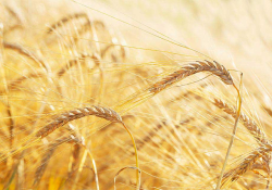 A photograph of ripe grain in the field
