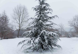 A photograph of a cedar tree blanketed in snow