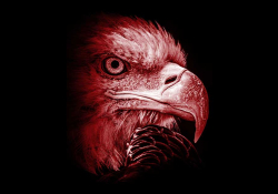 A photograph of an eagle's head, soaked in red tones