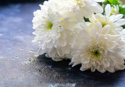 White chrysanthemums on a damp stone surface