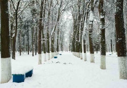 A snowy forest