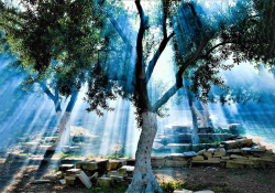 A digitally altered photograph of light streaming through the branches of an olive tree