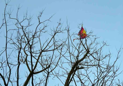 A brightly colored cloth caught in the high branches of a tree against a blue sky