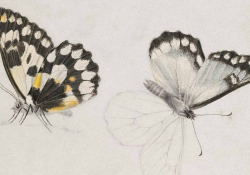 Delicate illustrations of butterflies