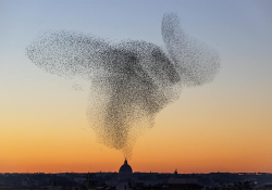 A photograph of a murmuration of starlings at dusk
