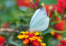 A photograph of a pale green butterfly aight on a bright red flower